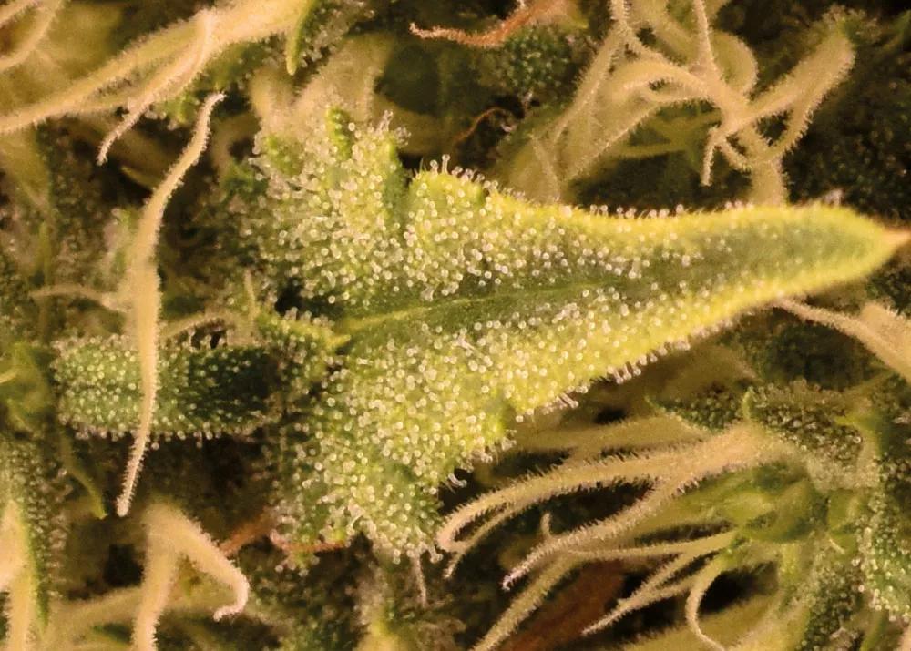 Las glándulas de resina de esta hoja tienen la cabeza de un color muy blanco. 