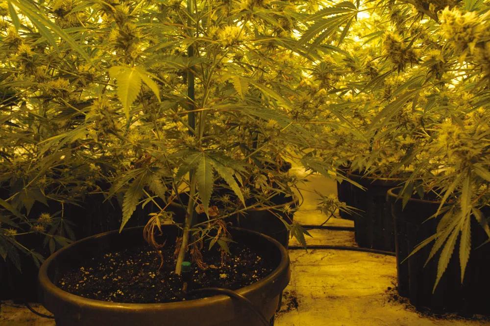 Las ramas bajas no han engordado por falta de luz: habría sido mejor podarlas al empezar la floración. 