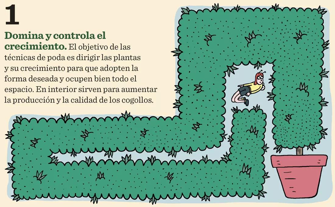 Siete técnicas para podar las plantas en interior 