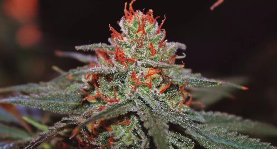 Blackberry Gum Autofloreciente: la versión automática más sabrosa de Seedstockers