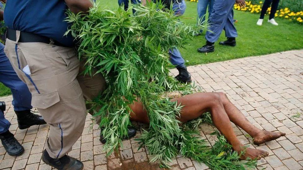 La policía de Sudáfrica detiene a un líder indígena por un huerto tradicional con cannabis