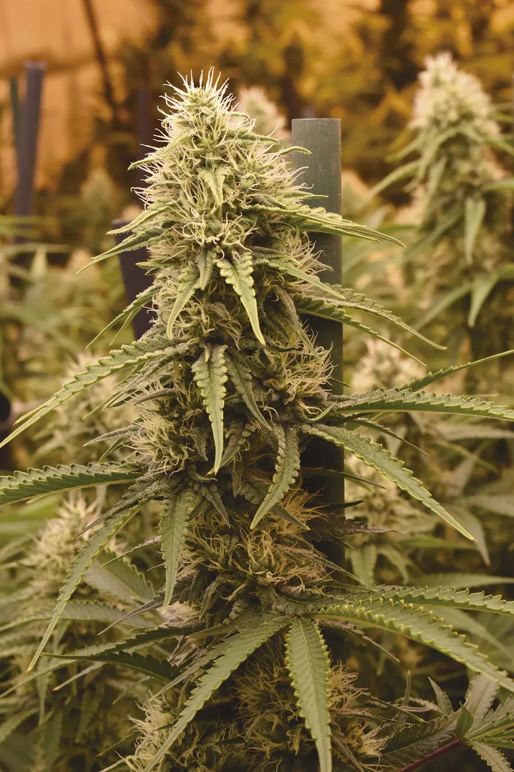 El mantenimiento correcto del equipo es esencial para lograr buenas cosechas año tras año. 