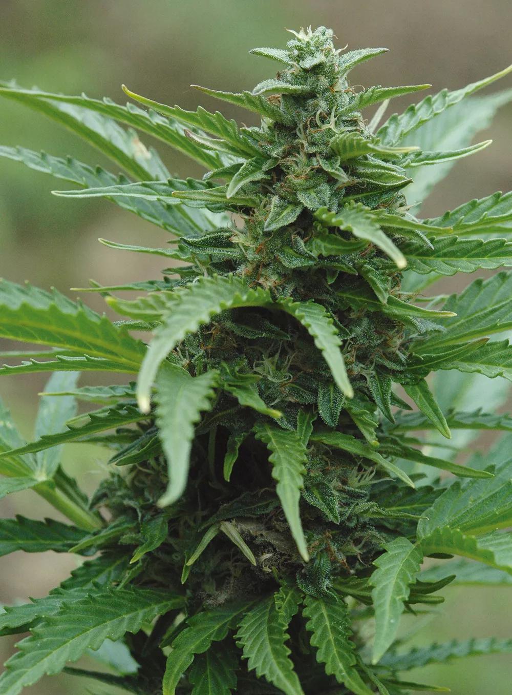 Variedad automática, floreciendo en el mes de junio. 