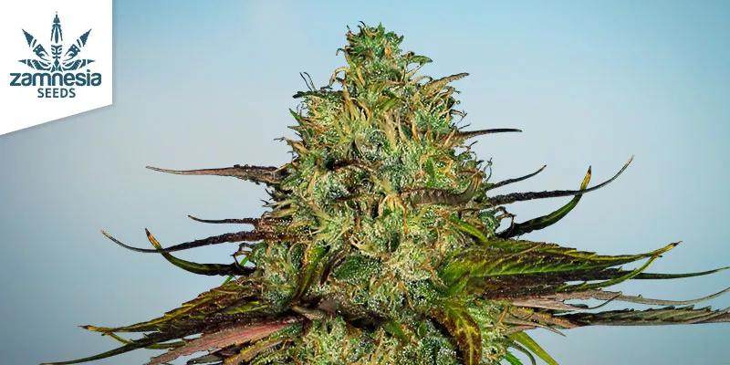 Análisis de la Lava Cake de Zamnesia Seeds