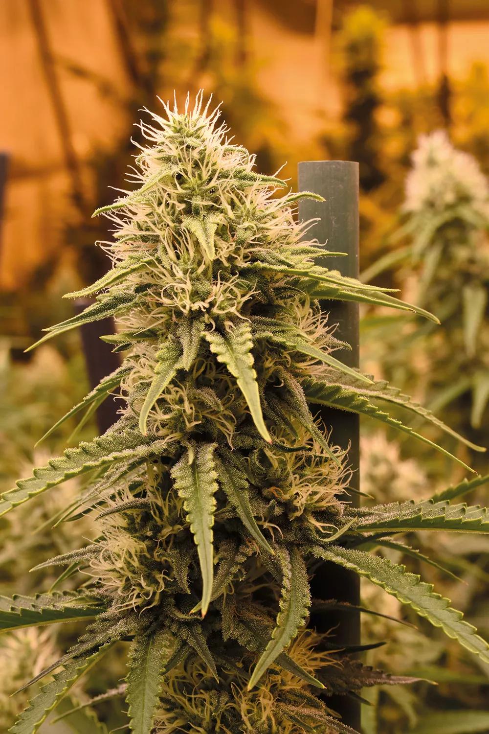 Reducir el gasto eléctrico sin perder en calidad de cogollos es el objetivo. 