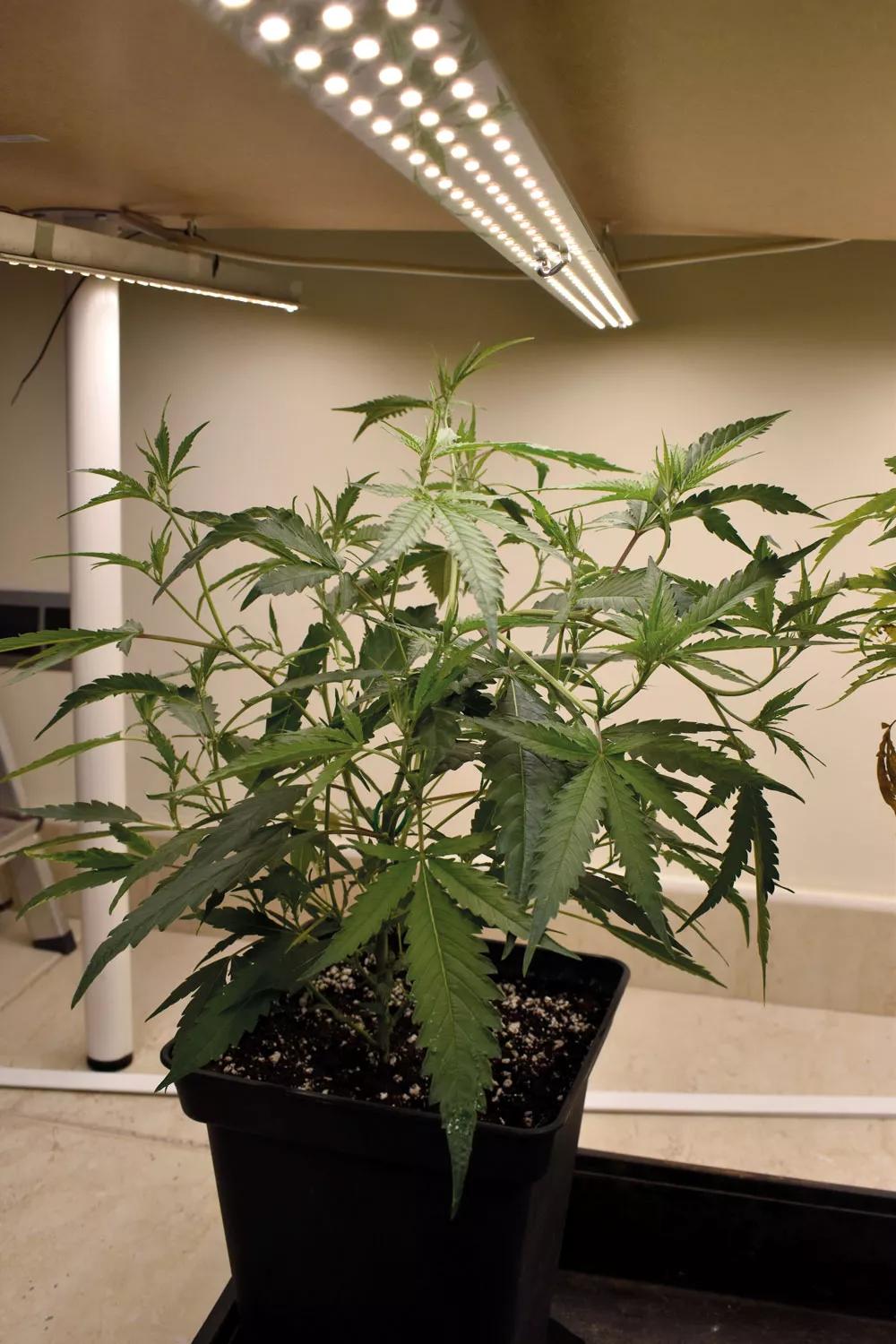 Los ledes en crecimiento tienen un consumo bajísimo. 