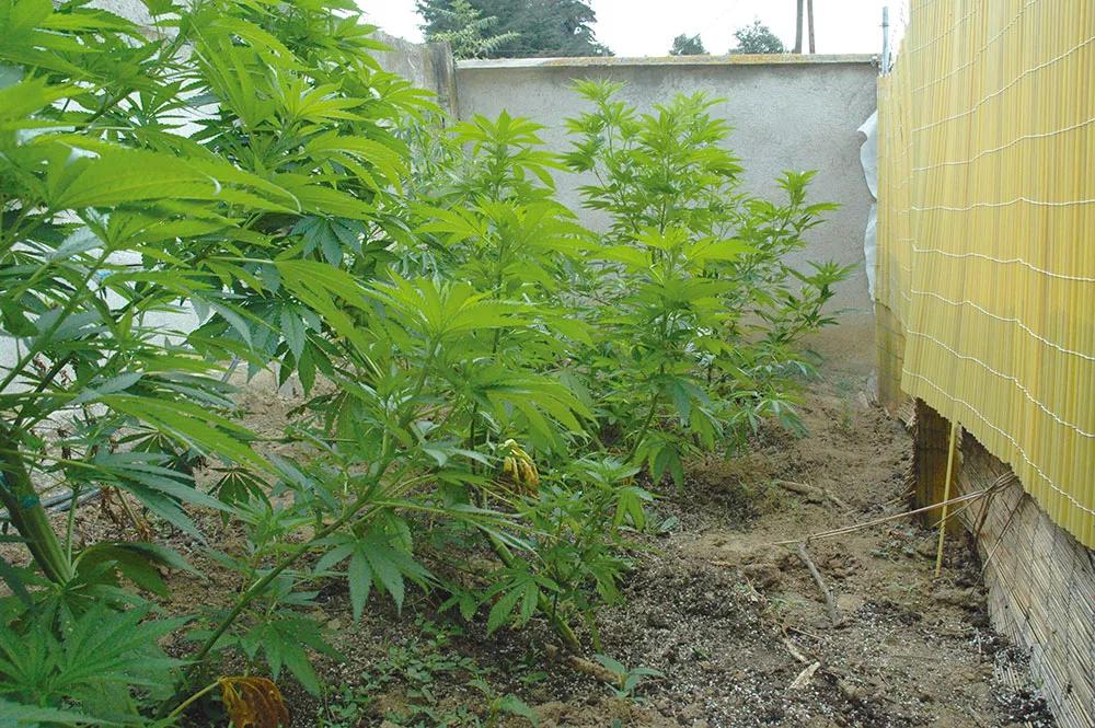 Podemos doblar las plantas para que se vean por encima de la valla.