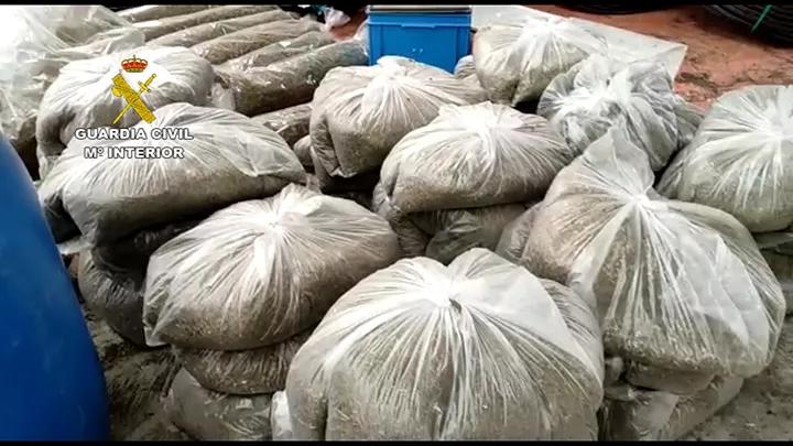 La Guardia Civil incauta 100.000 plantas de CBD a una empresa española