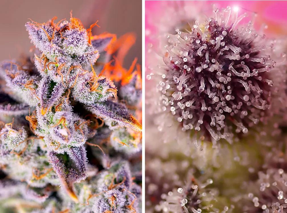 Tropicanna Poison XL Auto®️ (SWS95)