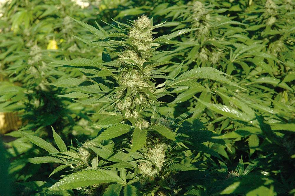 Abona orgánico y cosecha los mejores cogollos 