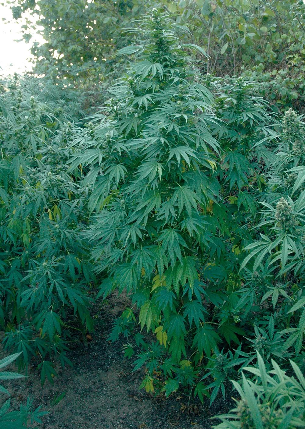 Abona orgánico y cosecha los mejores cogollos 