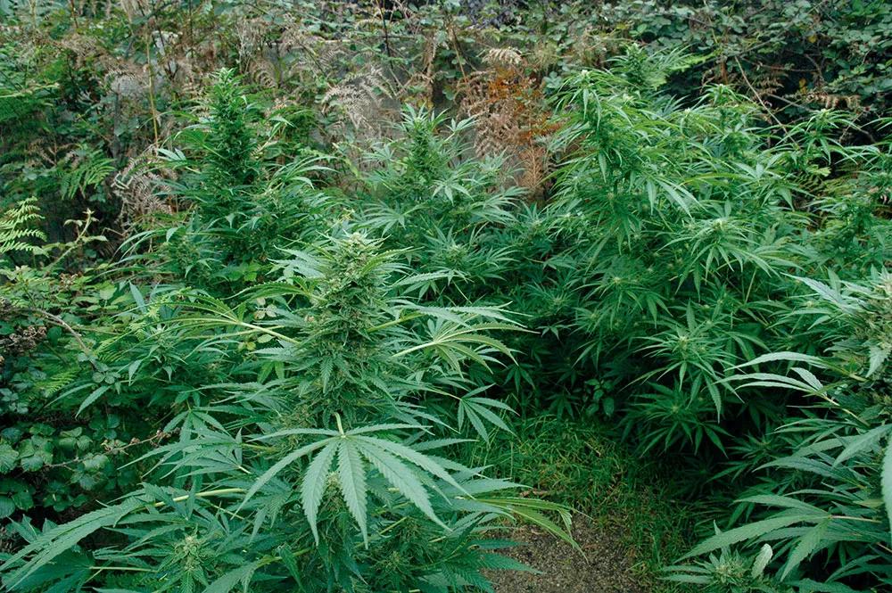 Abona orgánico y cosecha los mejores cogollos 