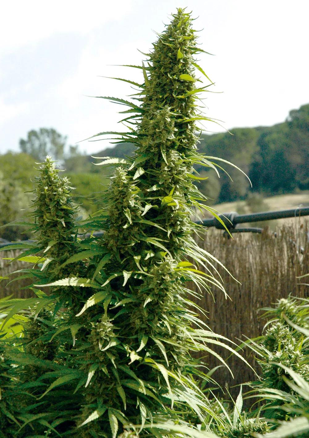 Abona orgánico y cosecha los mejores cogollos 