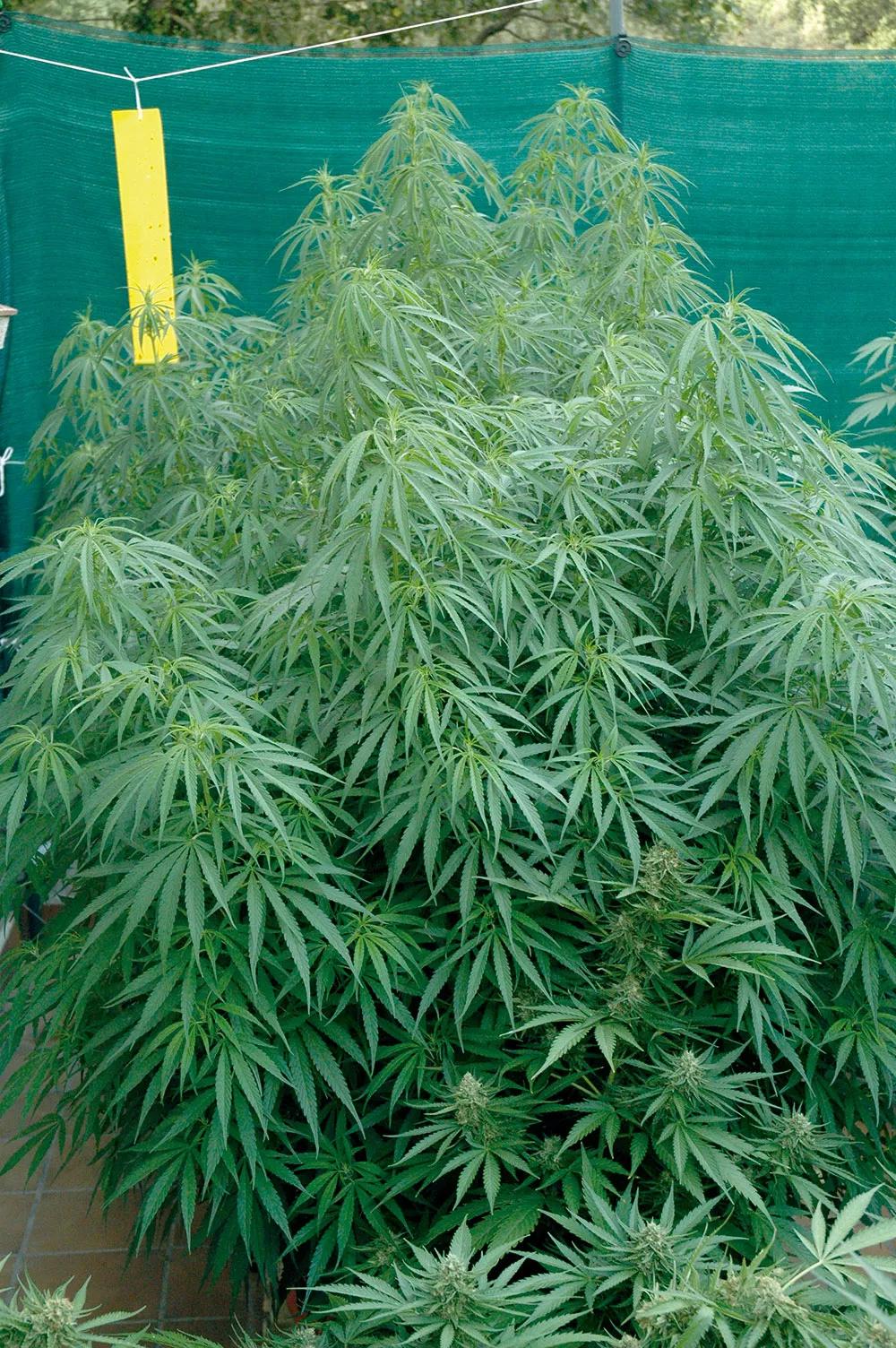 Las trampas pegajosas amarillas sirven para detectar lo antes posible los bichos que hay en torno a las plantas. 