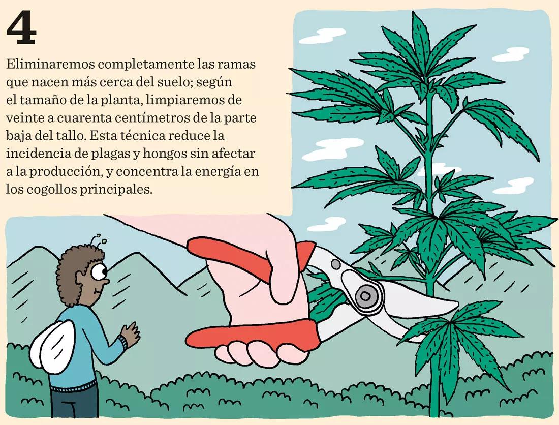 Diez trucos para junio: cómo preparar las plantas para una buena floración