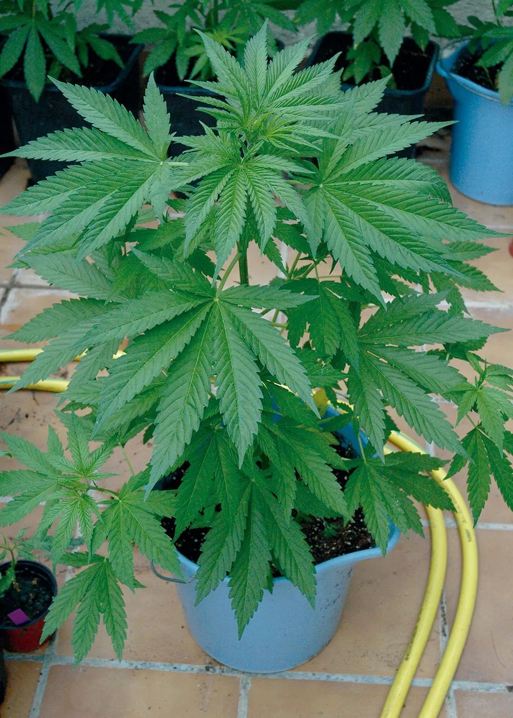 Esta planta está en el punto justo para ser trasplantada a una maceta mayor. 