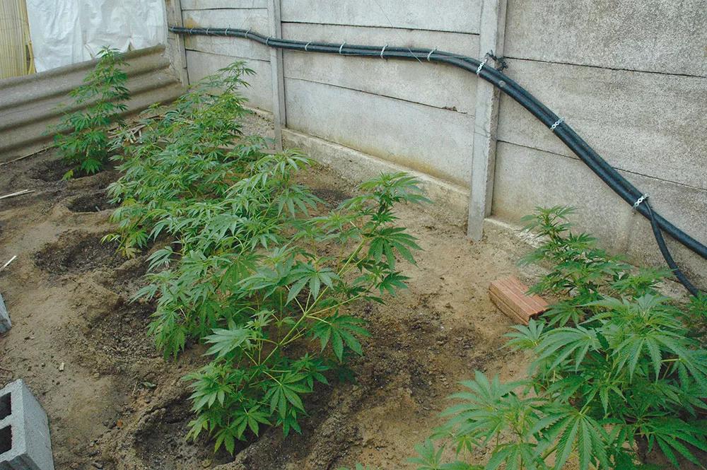 Trasplantando las plantas al suelo inclinadas se reduce su altura, aunque luego es necesario atarlas en esta posición para que no se enderecen ellas solas. 