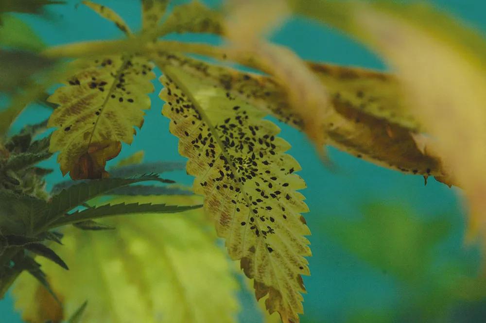 Es mucho más fácil prevenir la aparición de plagas que eliminarlas cuando ya están viviendo en tus plantas. 