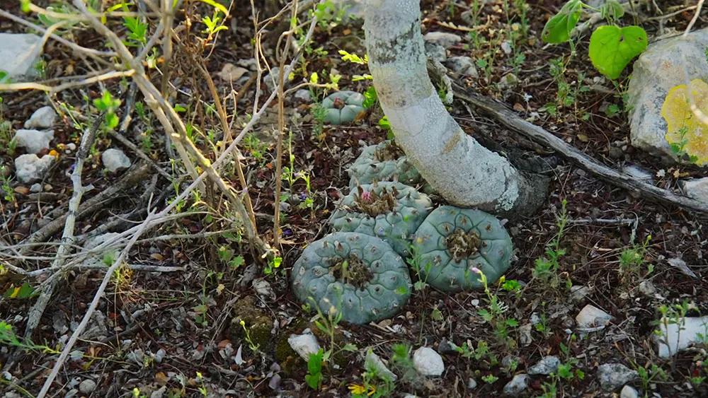 Psicodelia terapéutica para las masas