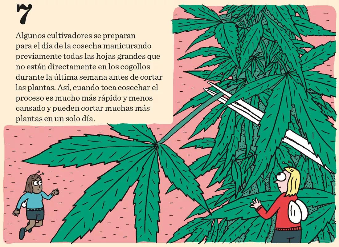 Ocho sugerencias sobre defoliación en interior