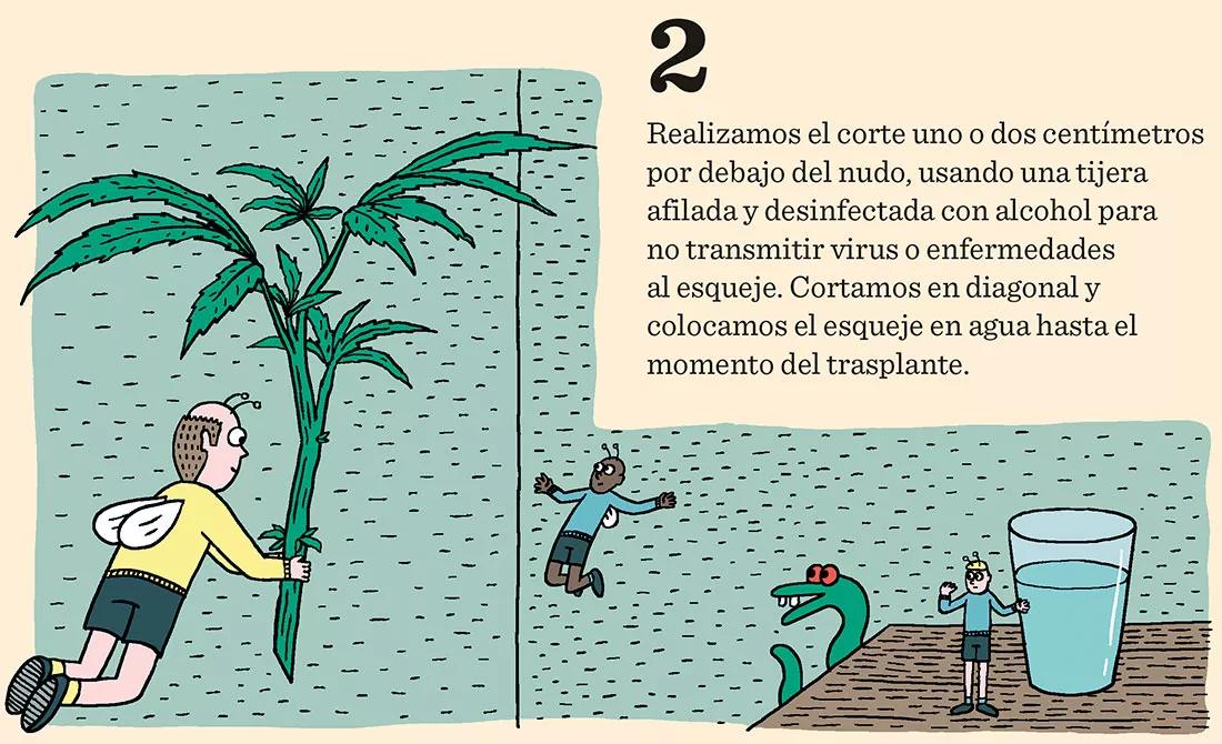 Sacar nuestros propios esquejes en diez pasos