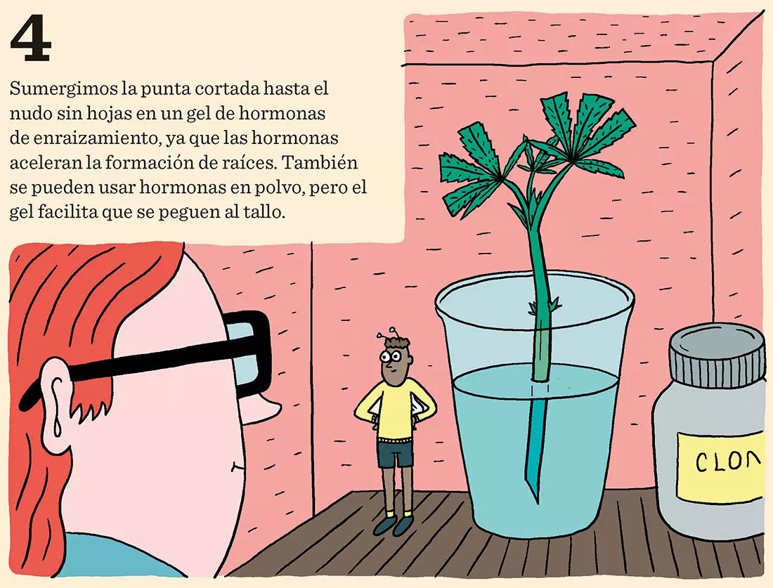 Sacar nuestros propios esquejes en diez pasos