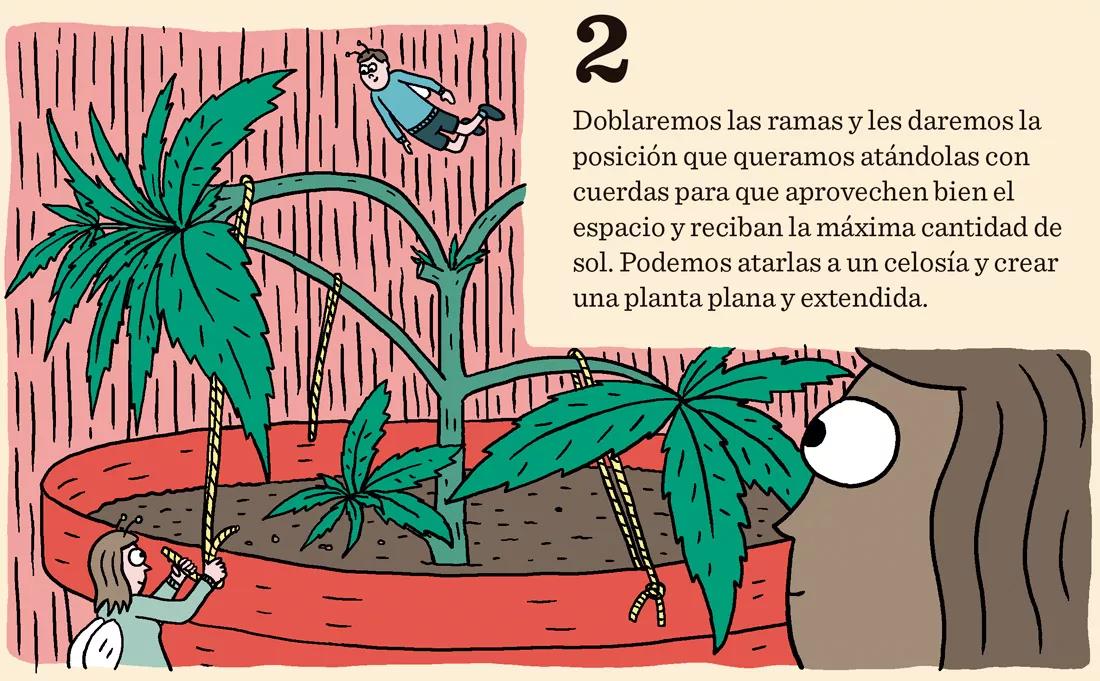 2.	Doblaremos las ramas y les daremos la posición que queramos atándolas con cuerdas para que aprovechen bien el espacio y reciban la máxima cantidad de sol. Podemos atarlas a un celosía y crear una planta plana y extendida. 