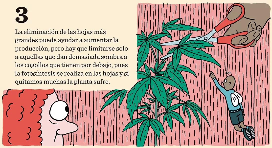 3.	La eliminación de las hojas más grandes puede ayudar a aumentar la producción, pero hay que limitarse solo a aquellas que dan demasiada sombra a los cogollos que tienen por debajo, pues la fotosíntesis se realiza en las hojas y si quitamos muchas la planta sufre. 