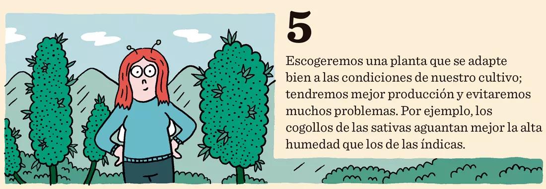 Escogeremos una planta que se adapte bien a las condiciones de nuestro cultivo; tendremos mejor producción y evitaremos muchos problemas. Por ejemplo, los cogollos de las sativas aguantan mejor la alta humedad que los de las índicas. 
