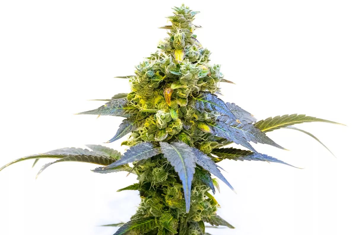 Stoned Panda Blimburn Seeds 