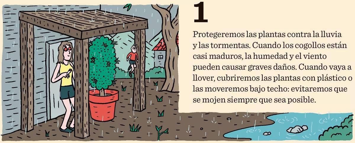 Diez trucos para lograr la mejor cosecha 