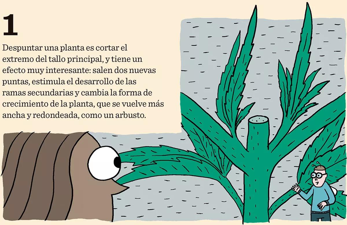 Ocho trucos y técnicas para manejar el tamaño y la forma de las plantas 