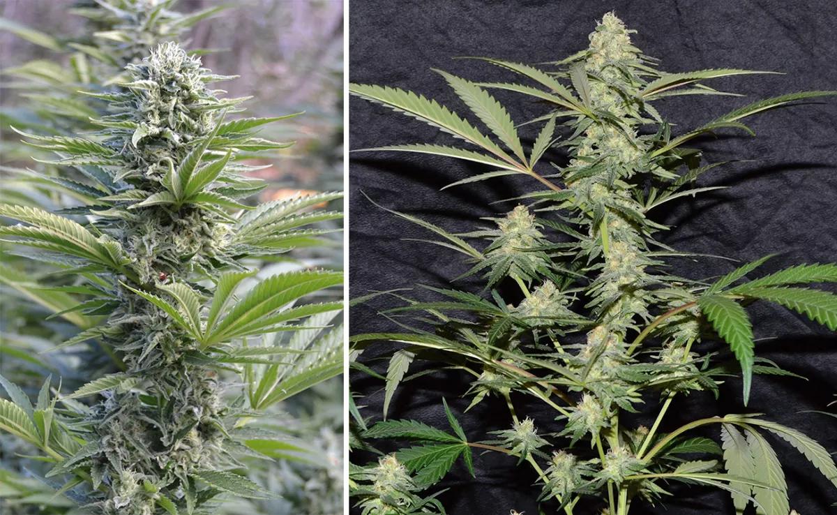 Critical Widow: la viuda mandanguera. Por Mandanga