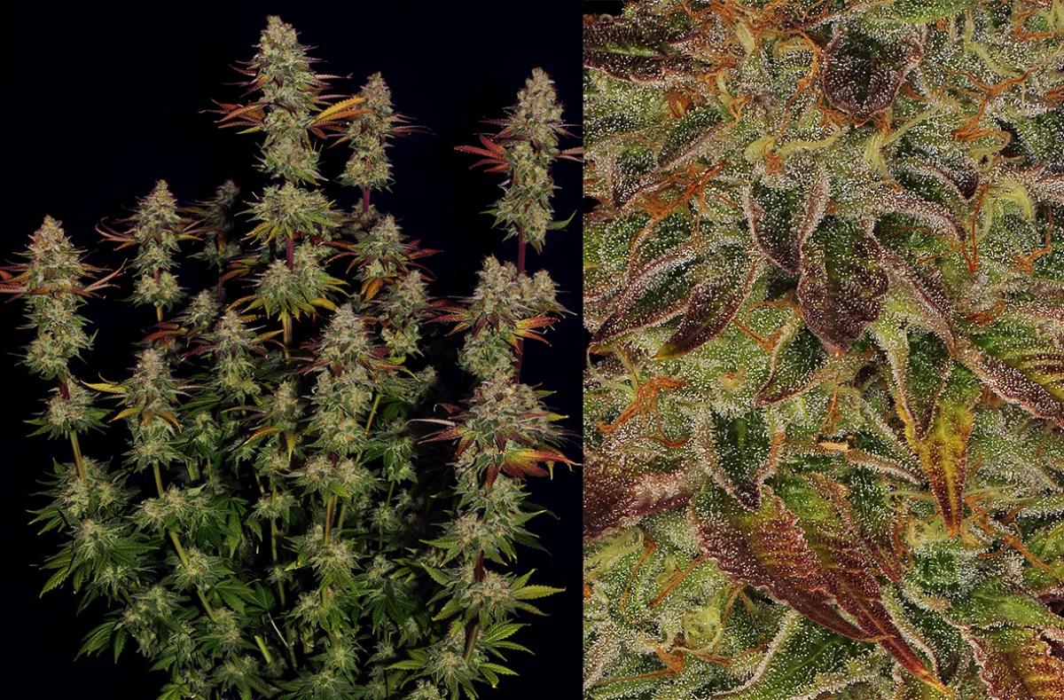 Gary Payton: un abanico de sabores Por Barney’s Farm 