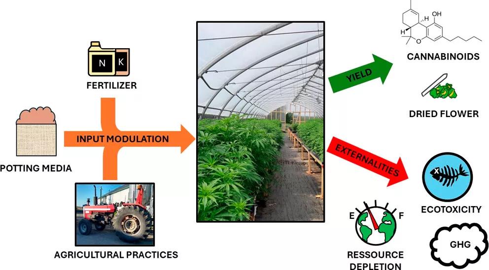 Impacto ambiental de la producción de cannabis al aire libre
