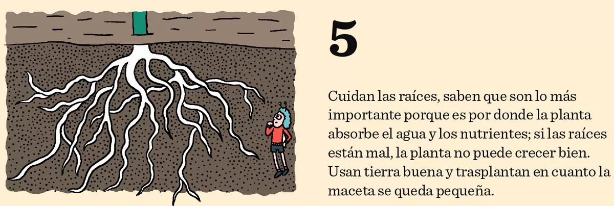 5. Cuidan las raíces, saben que son lo más importante porque es por donde la planta absorbe el agua y los nutrientes; si las raíces están mal, la planta no puede crecer bien. Usan tierra buena y trasplantan en cuanto la maceta se queda pequeña.