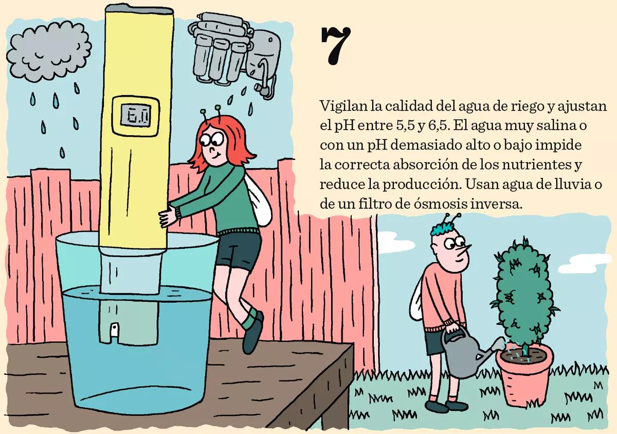 7. Vigilan la calidad del agua de riego y ajustan el pH entre 5,5 y 6,5. El agua muy salina o con un pH demasiado alto o bajo impide la correcta absorción de los nutrientes y reduce la producción. Usan agua de lluvia o de un filtro de ósmosis inversa