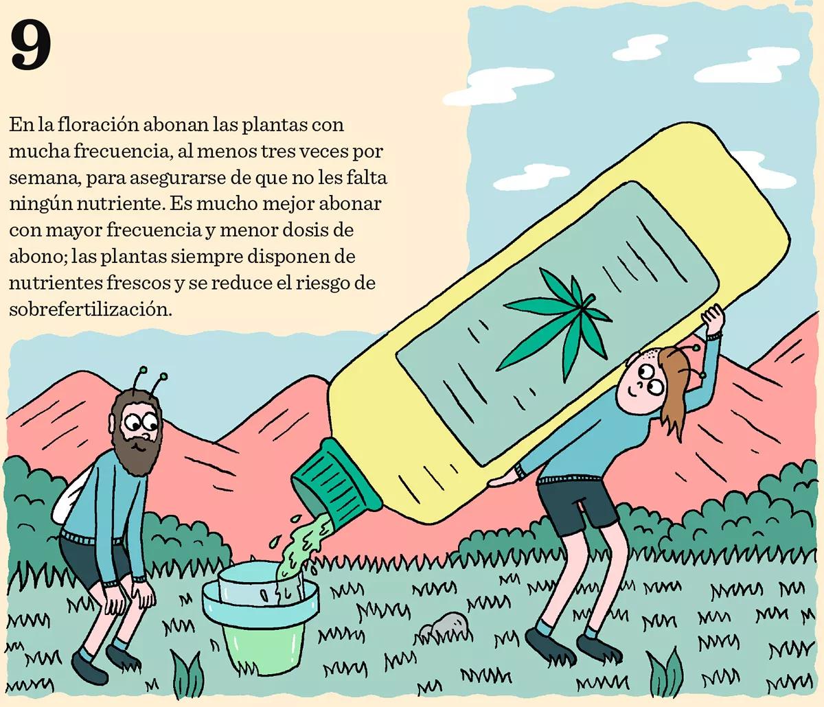 9. En la floración abonan las plantas con mucha frecuencia, al menos tres veces por semana, para asegurarse de que no les falta ningún nutriente. Es mucho mejor abonar con mayor frecuencia y menor dosis de abono; las plantas siempre disponen de nutrientes frescos y se reduce el riesgo de sobrefertilización.
