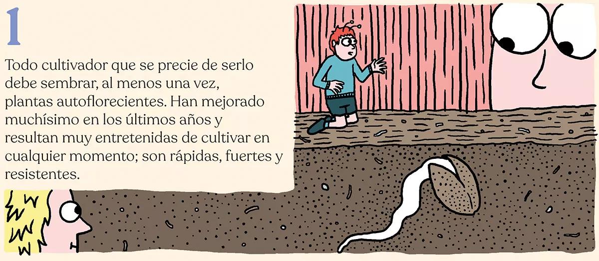 Variedades autoflorecientes: secretos de los cogollos automáticos