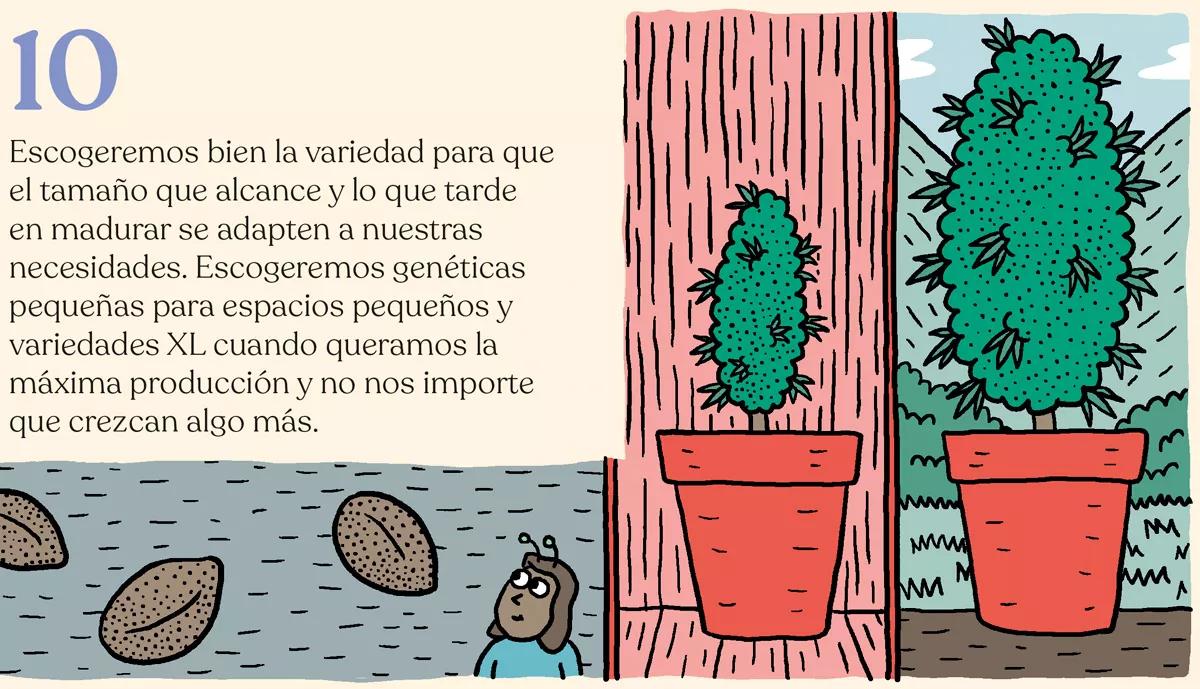 Variedades autoflorecientes: secretos de los cogollos automáticos