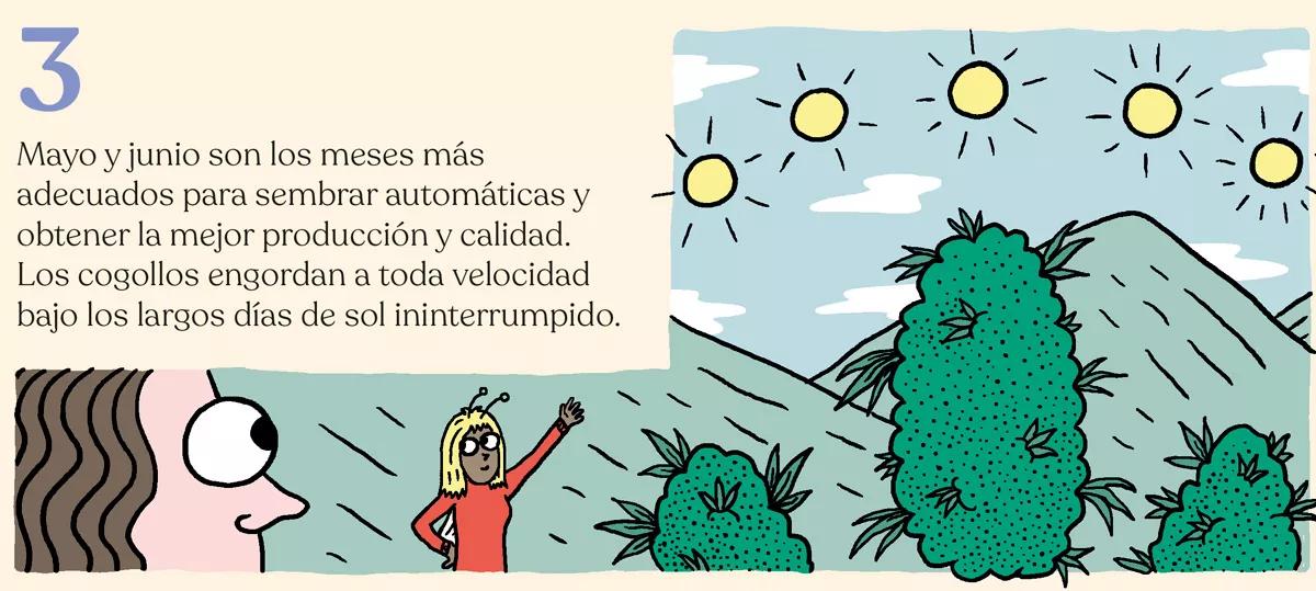 Variedades autoflorecientes: secretos de los cogollos automáticos