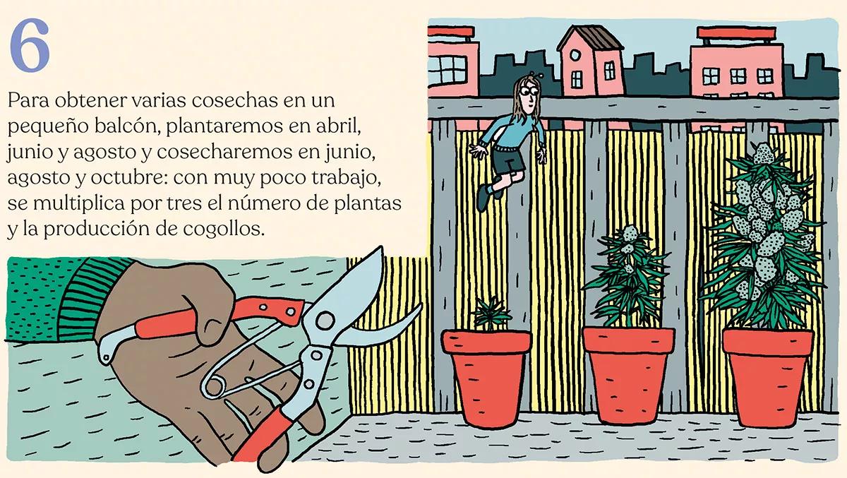 Variedades autoflorecientes: secretos de los cogollos automáticos