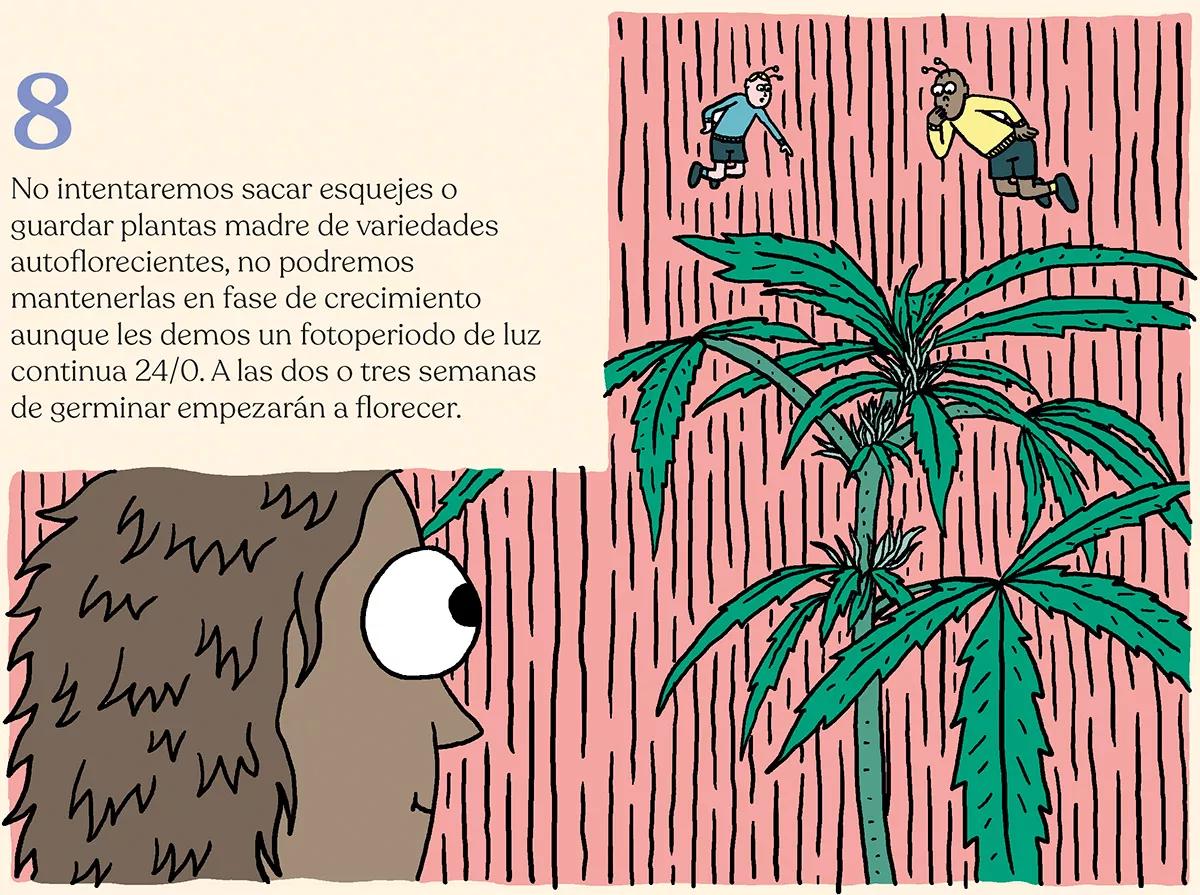 Variedades autoflorecientes: secretos de los cogollos automáticos