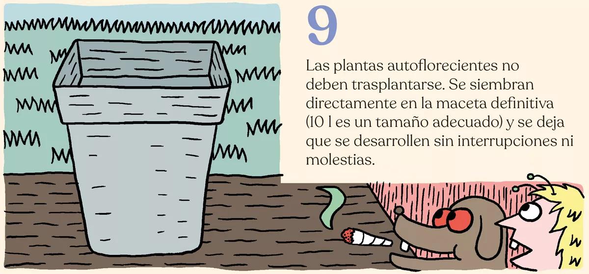Variedades autoflorecientes: secretos de los cogollos automáticos