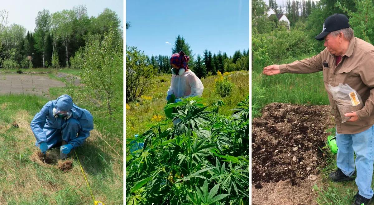 Un pueblo indígena de EEUU limpia suelos contaminados de una antigua base militar con cáñamo