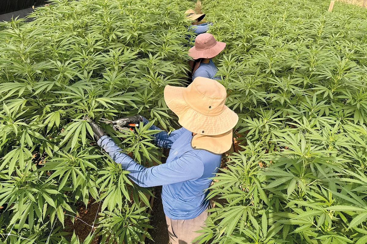 El imperio de la ‘maconha’ Por Santiago Carrillo