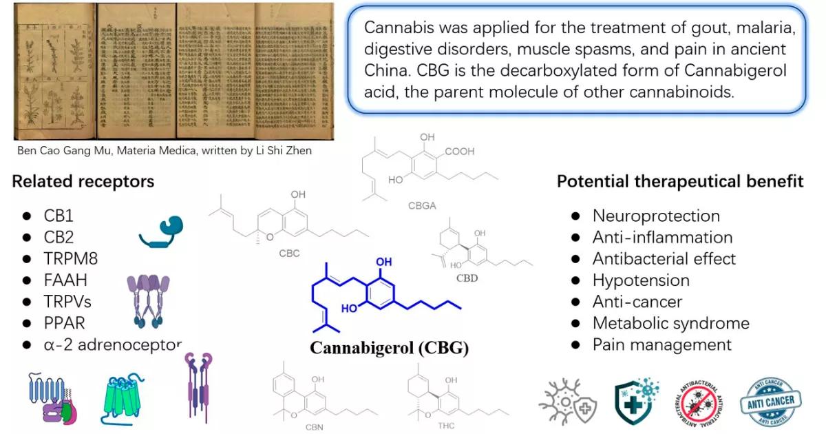El CBG es un “agente terapéutico prometedor” para tratar el cáncer