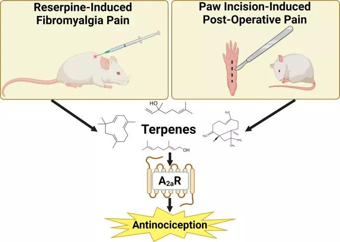 Los terpenos podrían utilizarse para tratar la fibromialgia y el dolor posoperatorio