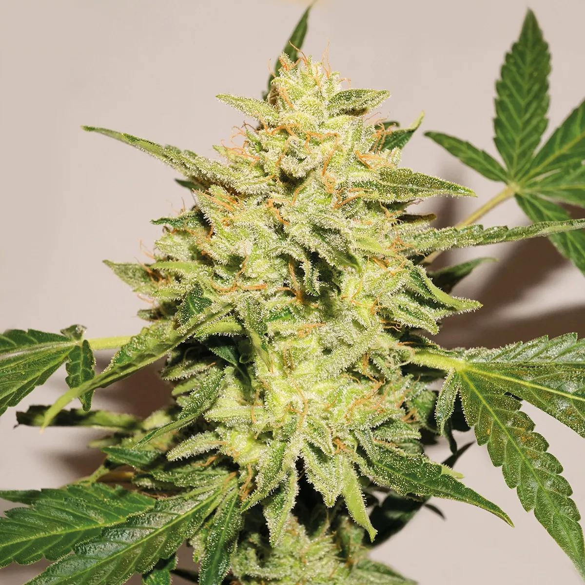 Auto Lemon Kix de Dutch Passion