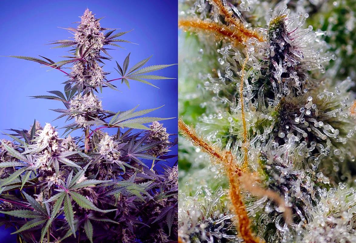 Mental Rainbow F1 Fast Version®